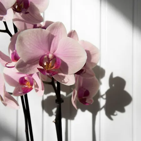 Faber 잔드보르트