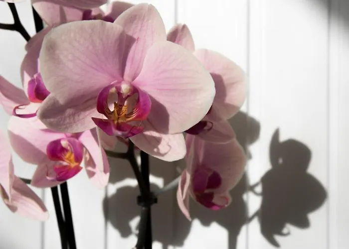 Faber 잔드보르트